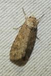 Spodoptera exigua