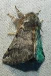 Thaumetopoea processionea