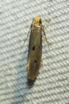 Tinea trinotella