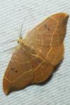 Watsonalla binaria