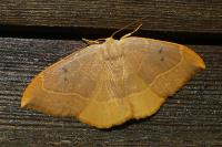 Watsonalla binaria