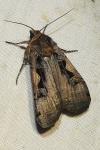 Xestia c-nigrum