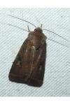 Xestia xanthographa