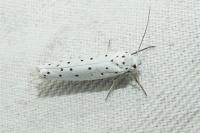 Yponomeuta