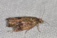 Celypha striana