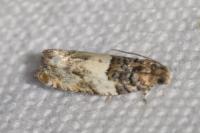 Gypsonoma dealbana
