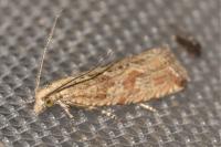 Bactra furfurana