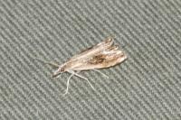 Catoptria verellus