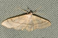 Idaea aversata