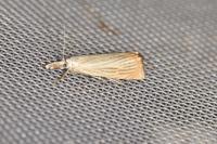 Chrysoteuchia culmella