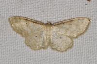 Idaea fuscovenosa