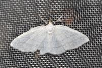 Cabera pusaria