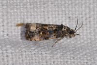 Endothenia gentianaeana/marginana/oblongana