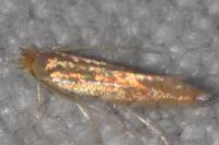 Phyllonorycter quercifoliella