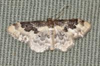 Idaea rusticata