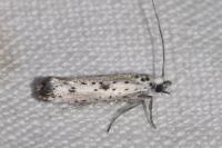 Yponomeuta plumbella