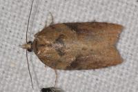Acleris hastiana