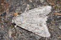 Acronicta aceris