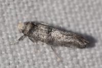 Paraswammerdamia nebulella