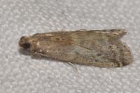 Ephestia woodiella