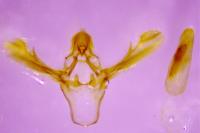 Ephestia woodiella