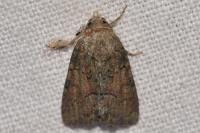 Oligia latruncula