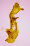 Oligia latruncula