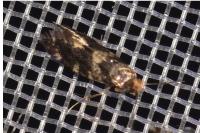 Triaxomasia caprimulgella