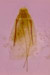 Triaxomasia caprimulgella