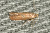 Tischeria decidua