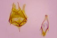Tischeria decidua