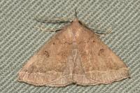 Polypogon plumigeralis