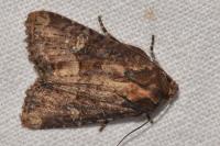 Mesapamea secalis