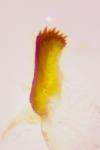 Mesapamea secalis