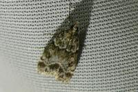 Eudonia mercurella