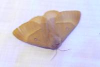 Lasiocampa quercus