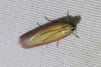 Oncocera semirubella