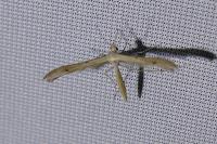 Stenoptilia