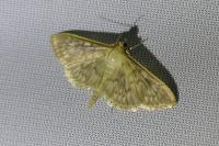Patania ruralis
