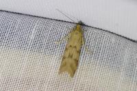 Homoeosoma sinuella