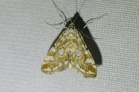 Elophila nymphaeata