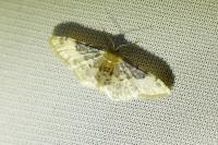 Idaea filicata