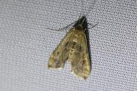 Cataclysta lemnata
