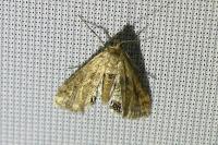 Cataclysta lemnata
