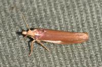Ypsolopha parenthesella