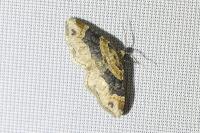Xanthorhoe ferrugata