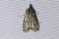 Eudonia pallida