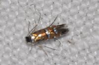 Phyllonorycter lautella