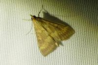 Ostrinia nubilalis/scapulalis