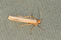 Manulea complana
